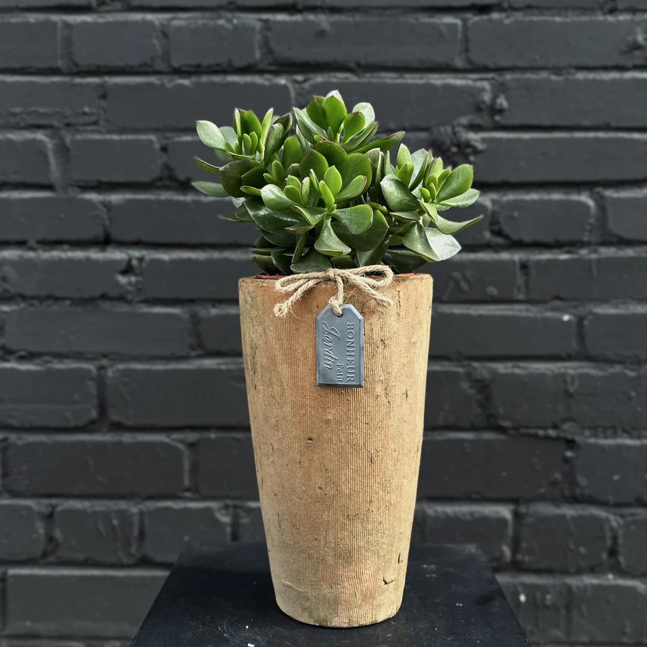 Ahvileivapuu potis (Crassula Ovata)