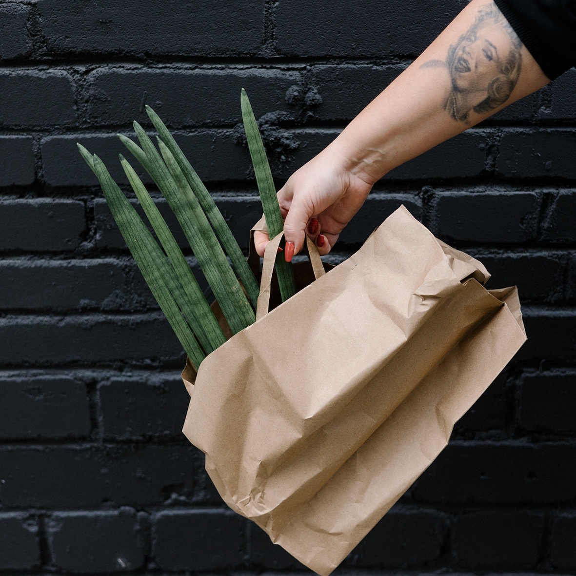 Silinderjas Havisaba 40cm (Sansevieria)